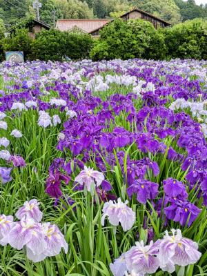 桐野本区の花畑（しょうぶ園）